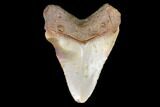 Juvenile Megalodon Tooth - North Carolina #147356-1